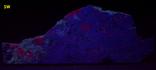 CHAROITE, AEGIRINE Acmite, PECTOLITE, TINAKSITE, STEACYITE - Murunskii Massif, Chara and Tokko Rivers Confluence, Aldan Shield, Sakha Republic (Saha Republic; Yakutia), Eastern-Siberian Region, Russia - type locality