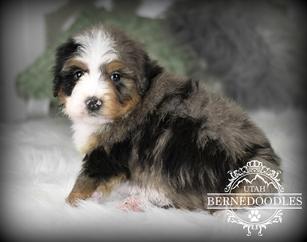 Tricolor Mini Bernedoodle