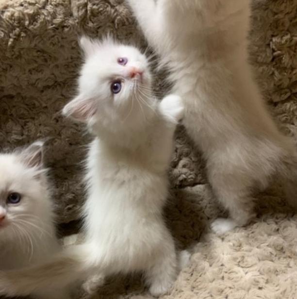 Ragdoll Kittens for sale