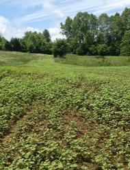 cowpeas and buckwheat food plot