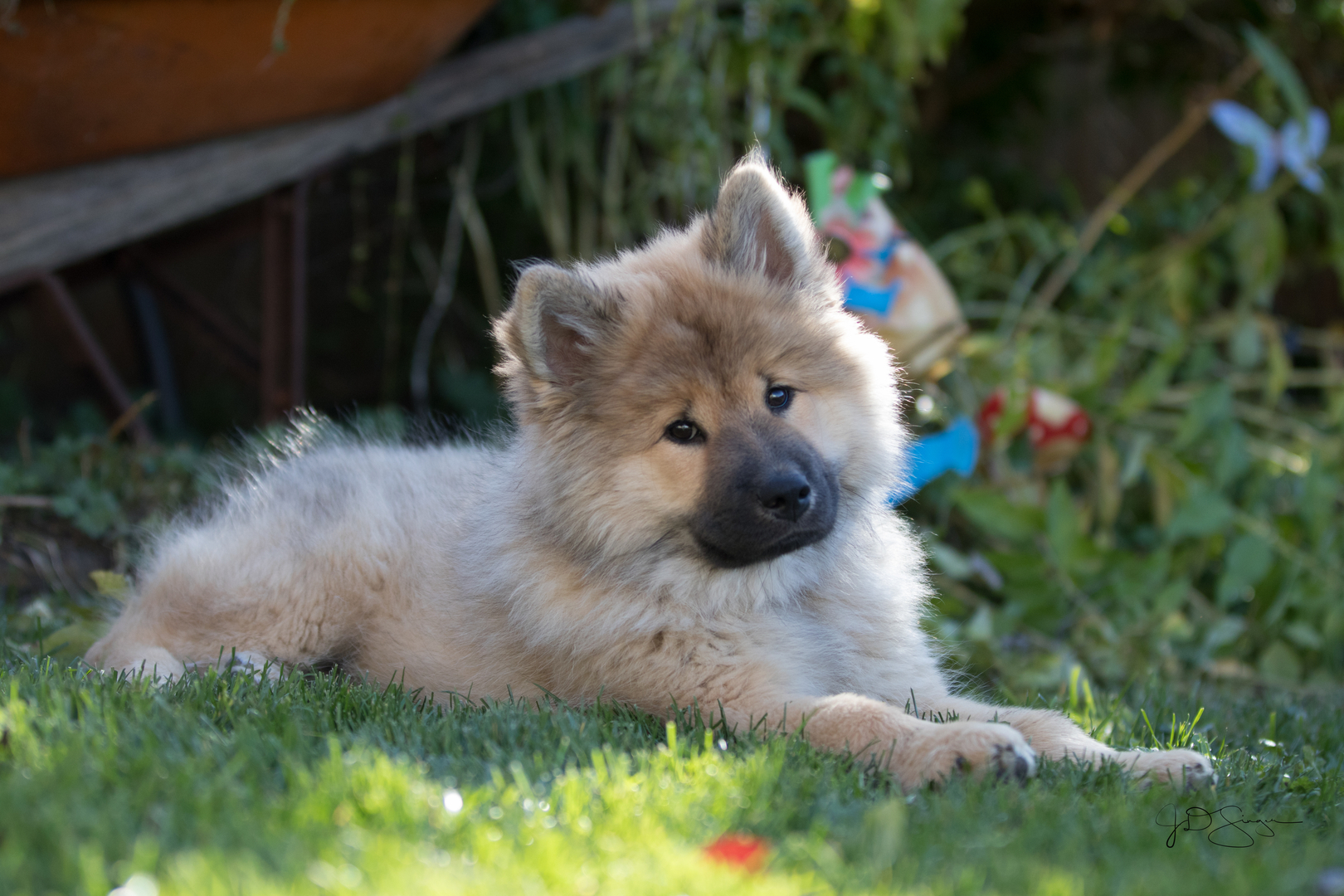 Eurasier store puppy price