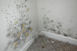 Mold Remediation Fredericksburg