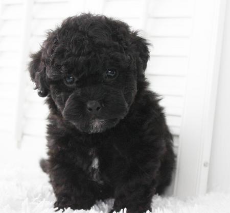 shichon poo puppies for sale near me