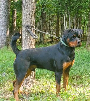 WESTERN FAMILY RANCH GOATS & AKC ROTTWEILERS FOR SALE Middle TN ...