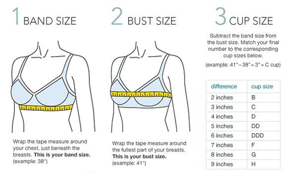 The band size of a bra explained  3 Steps to get the right bra band – Bra  Size Calculator