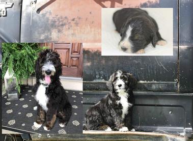 Sable Bernedoodle Puppies