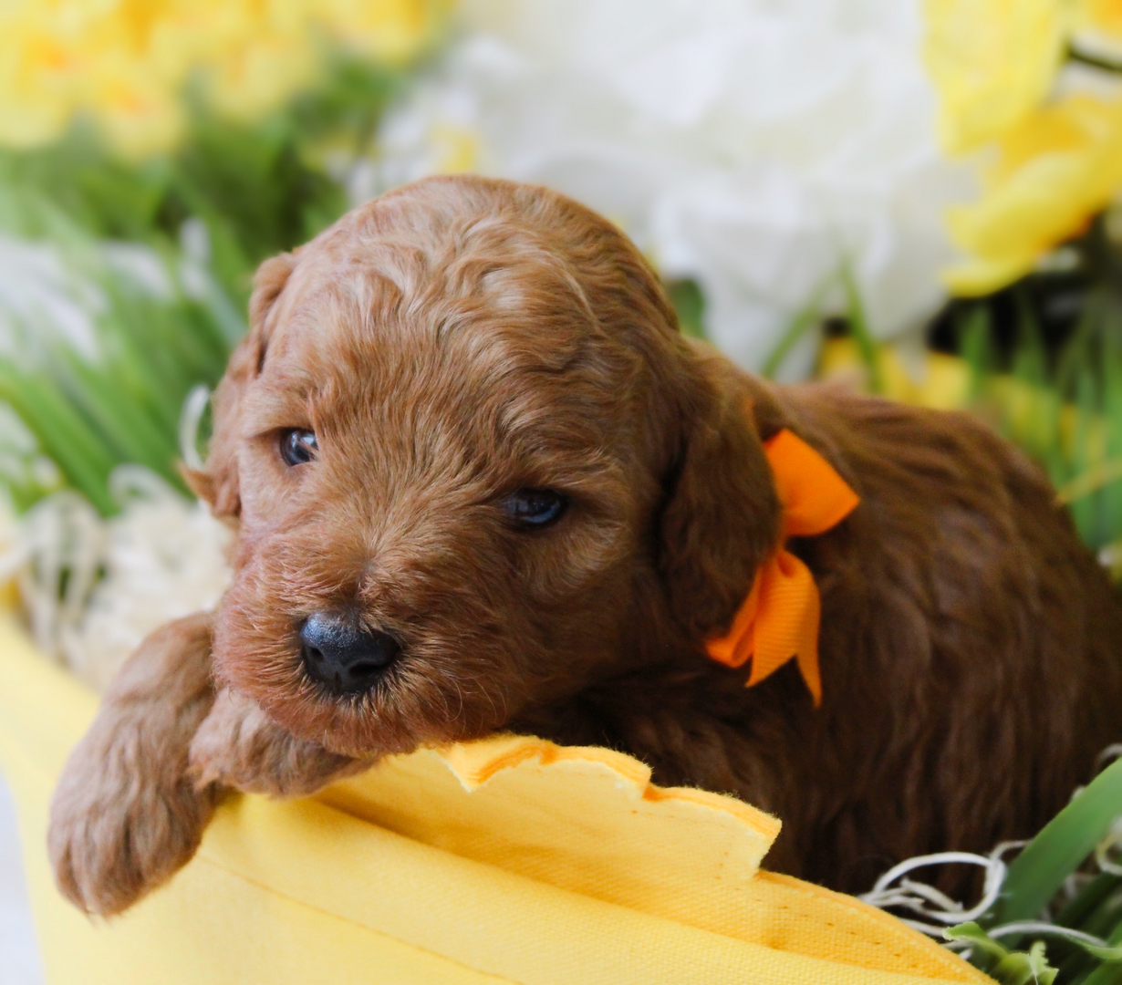 Goldendoodle Puppies for Sale Massachusetts - American Goldendoodle