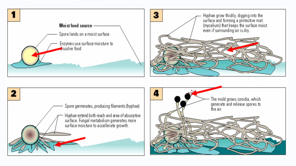 How does mold grow