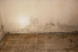 Mold Inspection Albany NY