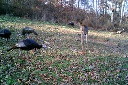 turkey season ky