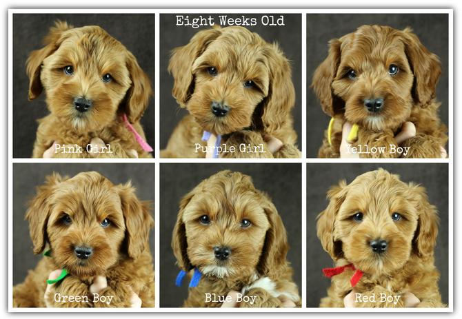 Cherry Lane Labradoodles Puppies