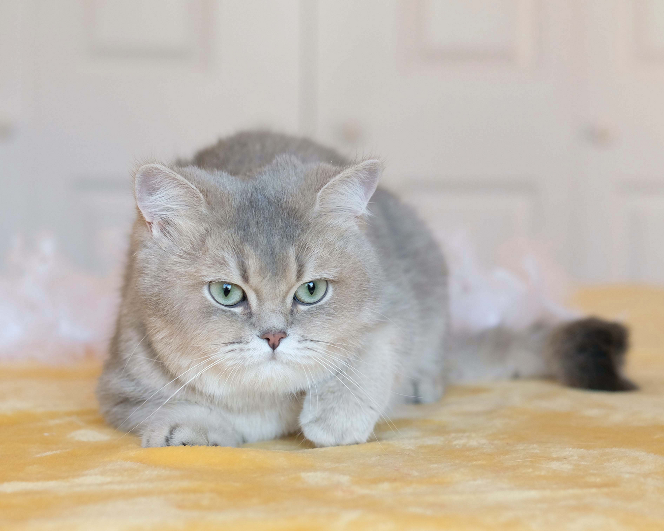 British Shorthair Longhair Cats Kittens