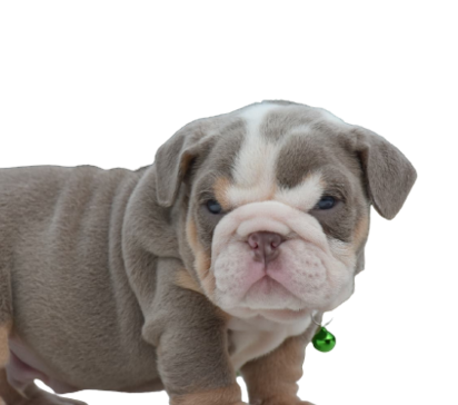 lilac fawn olde english bulldogge puppy, english bulldog puppy