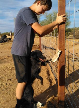 working dog