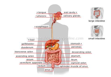 Diagram used by our diabetes nutritionist in New Rochelle, NY