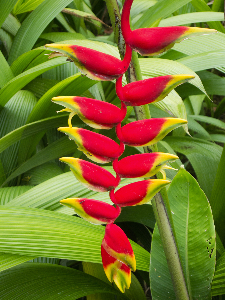 Lobster claw online plant