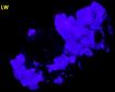 fluorescent green FLUORITE, QUARTZ, GALENA - Rogerley Mine, Rogerley Quarry, Stanhope, Frosterley, Weardale, North Pennines, County Durham, England, United Kingdom