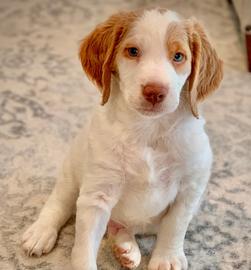 Texas Star Kennels - Brittany Spaniel Puppy, Brittany Puppy. French ...