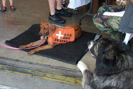 Rhodesian Ridgeback Puppy - Makena - Search and Rescue Dog