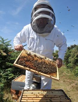 host a bee hive