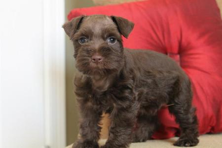 Chocolate mini schnauzer for sale best sale