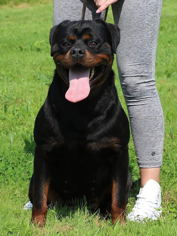 Valerie Vom Bosnian Rott