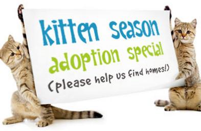 Contact us about available kittens