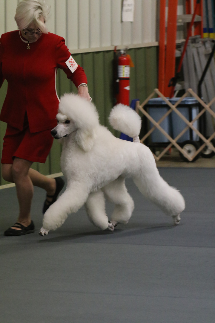STANDARD POODLES