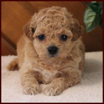 Red poochon puppy for sale