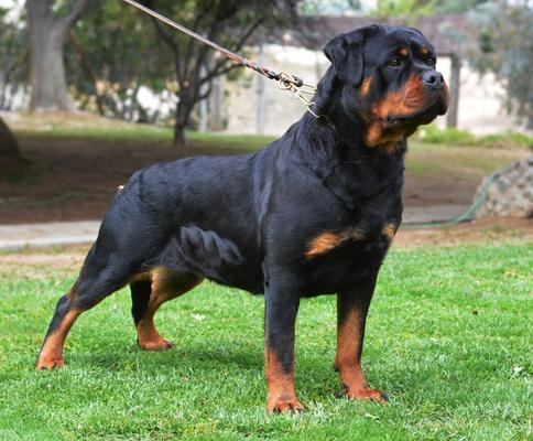 Von Ruelmann Rottweilers inc - German Rottweiler Puppies For Sale ...