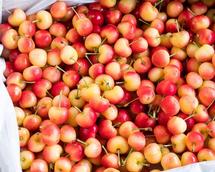 Cherry Mỹ