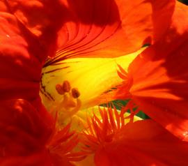 Square Scarf, from Nasturtium, Fine Art Photo