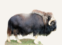 Musk Ox Hunting Alaska