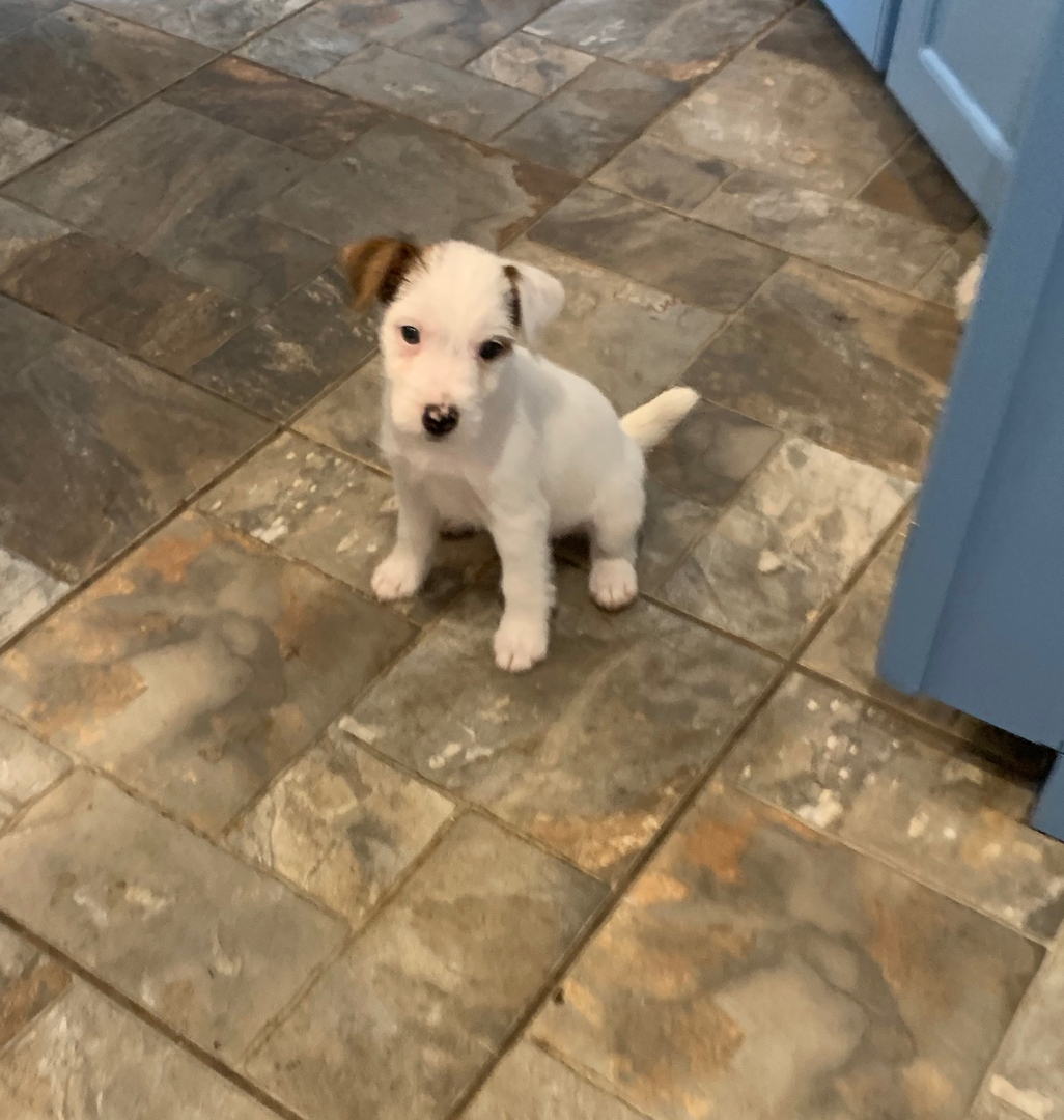 Parson S Jack Russell Terrier Long And Short Leg