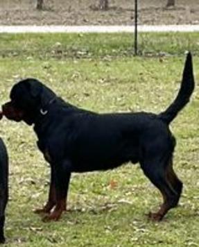 Rottweiler Puppies for Sale - Rottweiler Breeder