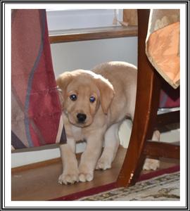 yellow lab puppy