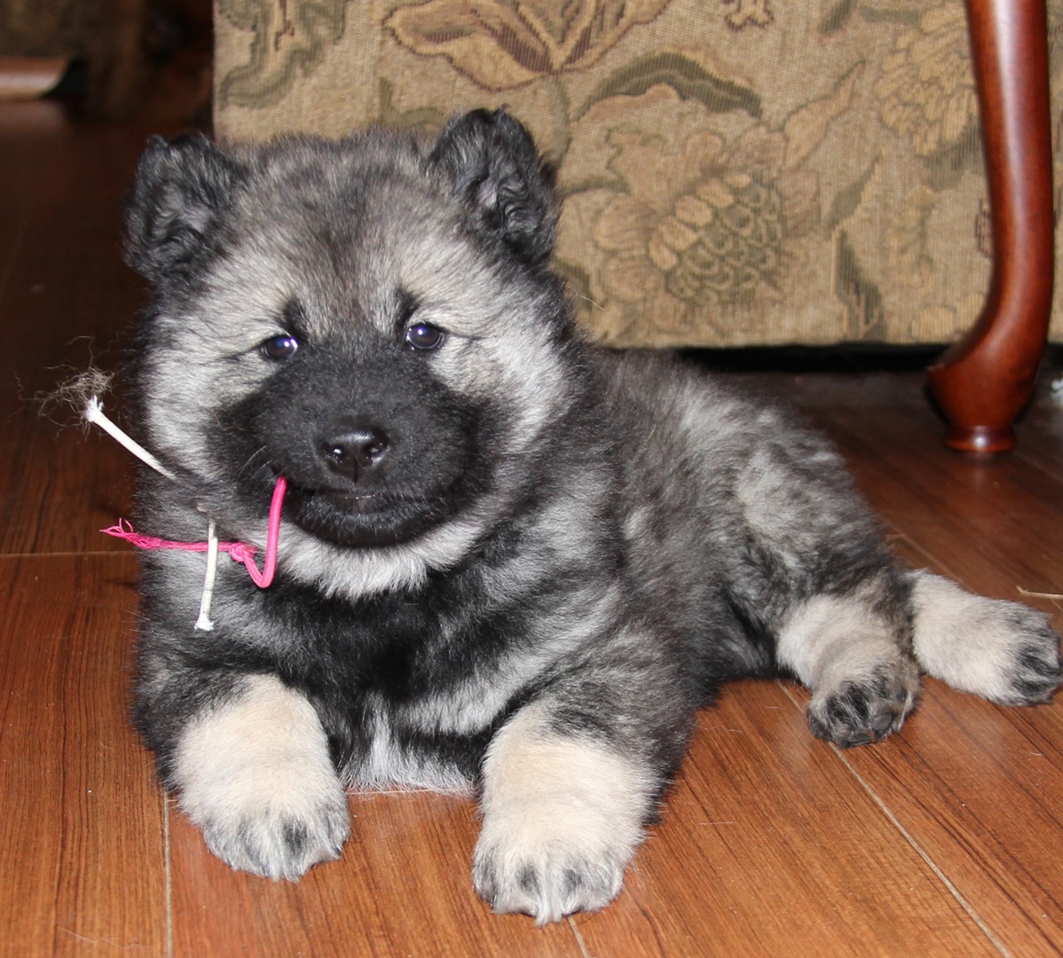 Eurasier