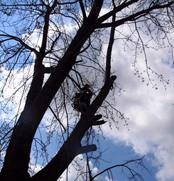 tree climber timming tree, Tree Service Hamilton Ontario