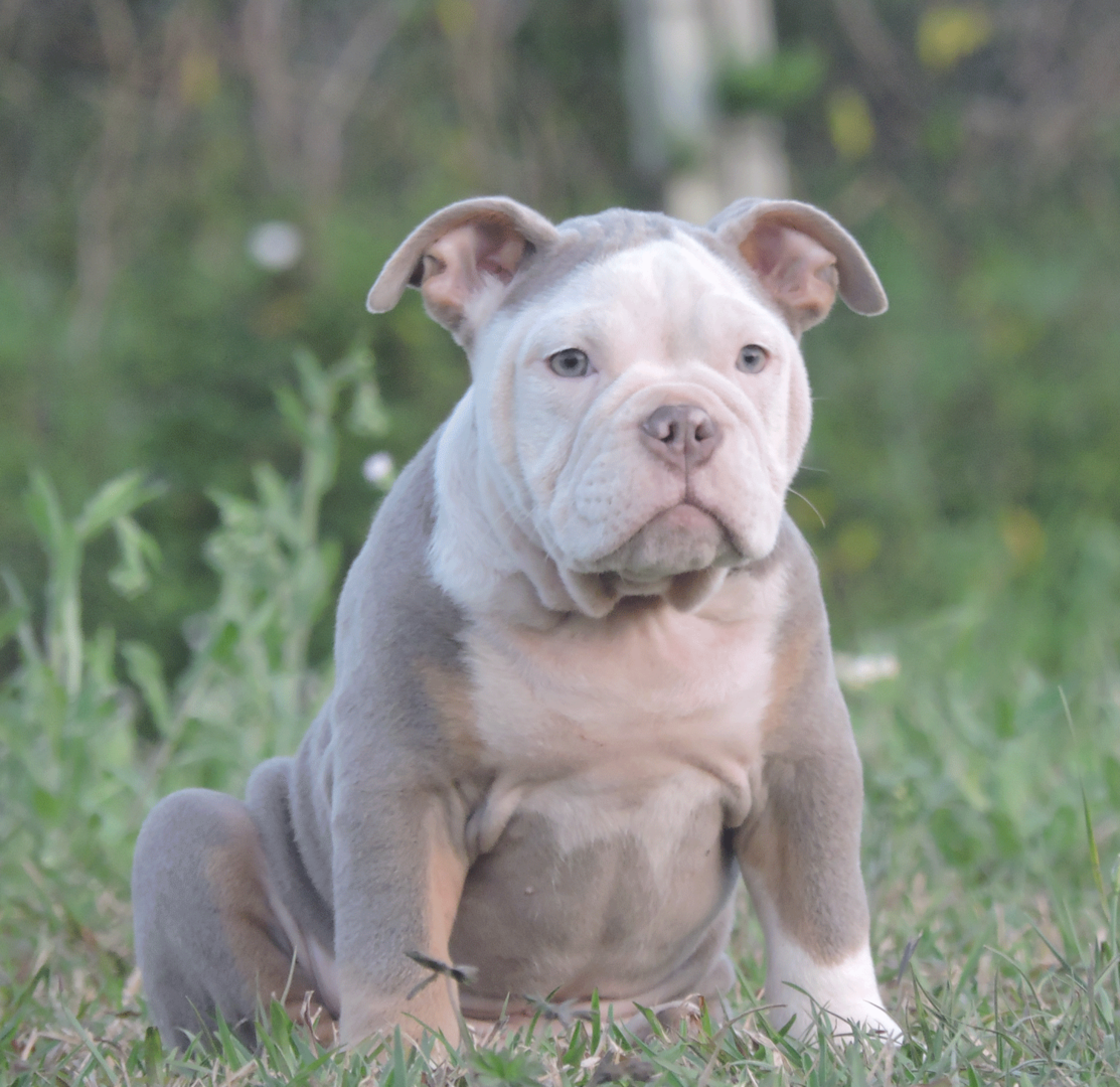 Lilac tri best sale olde english bulldogge