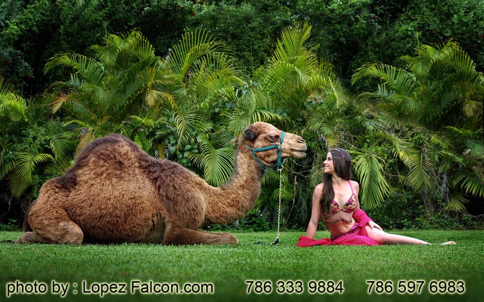quinceanera with camels miami arabian theme quince photoshoot with camel in redland fl homestead secret gardens