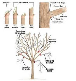 Proper Cutting