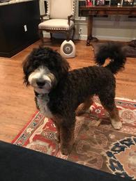 Adult Sable Bernedoodle