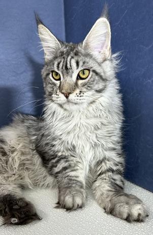 Maine Coon Kittens