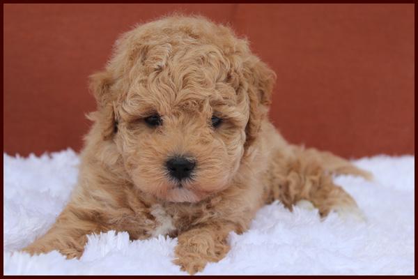 poochon puppy for sale