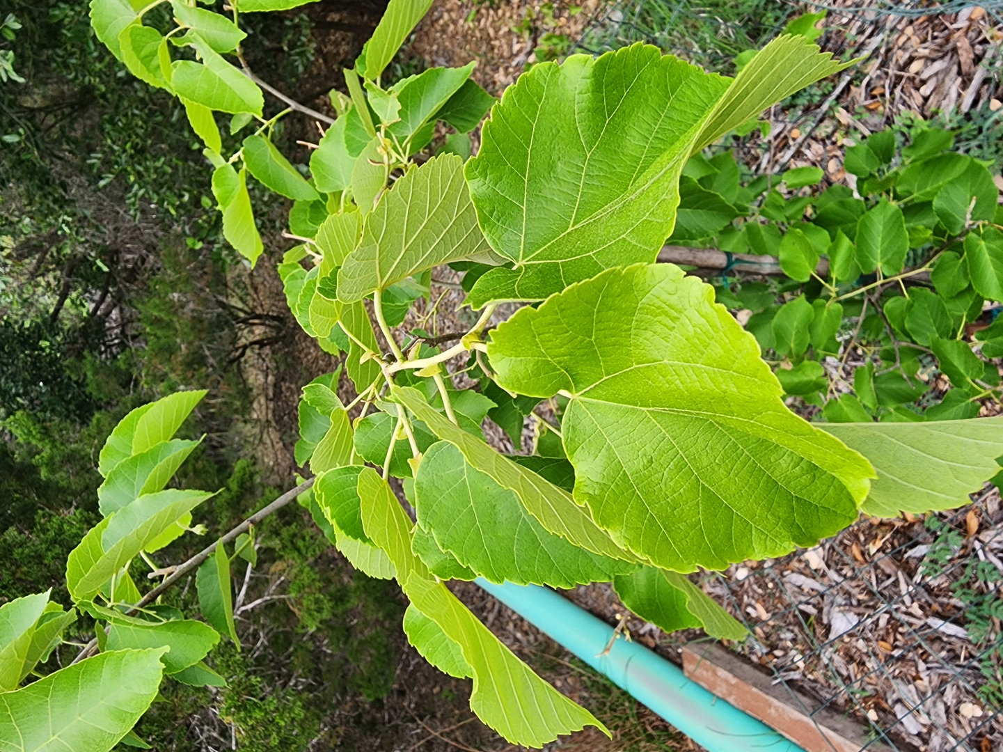 Buy Carolina Basswood Tree in Helotes - Wilson Landscape Nursery, image size:1080x1441