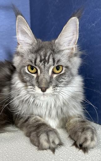 Maine Coon Kittens