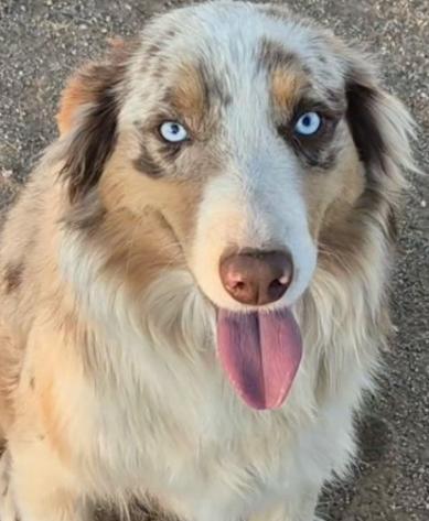 Blue merle aussie