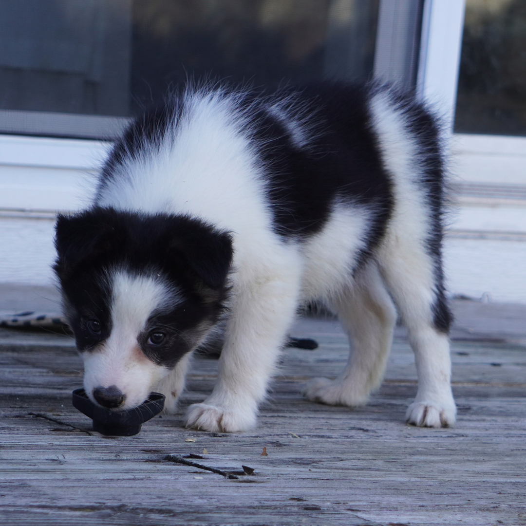 Akc border collie puppies for sale sale