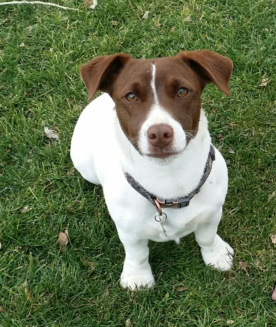 Chocolate jack hot sale russell