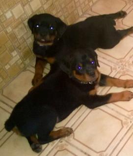 WESTERN FAMILY RANCH ROTTWEILERS for sale Buying a Puppy German AKC Middle TN Nashville Memphis ...